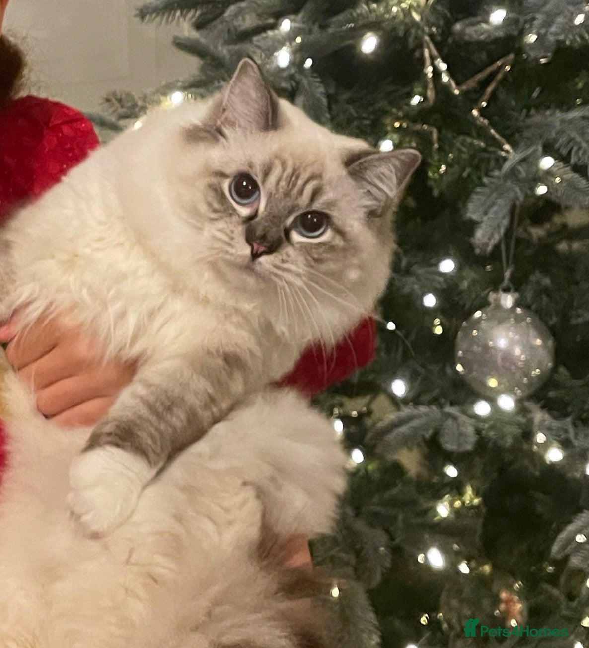 Ragdoll cats ADORABLE Girl - Advert 7