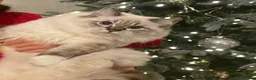 Ragdoll cats for sale: ADORABLE Girl - Advert 1