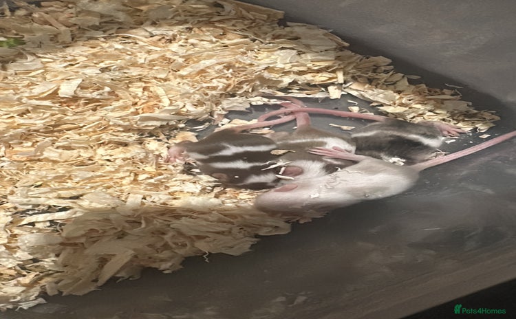 Mouse rodents - Advert 1