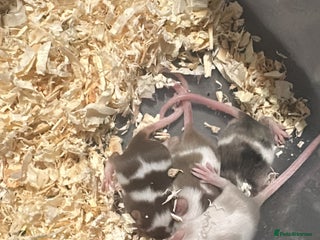 Mouse rodents - Advert 8