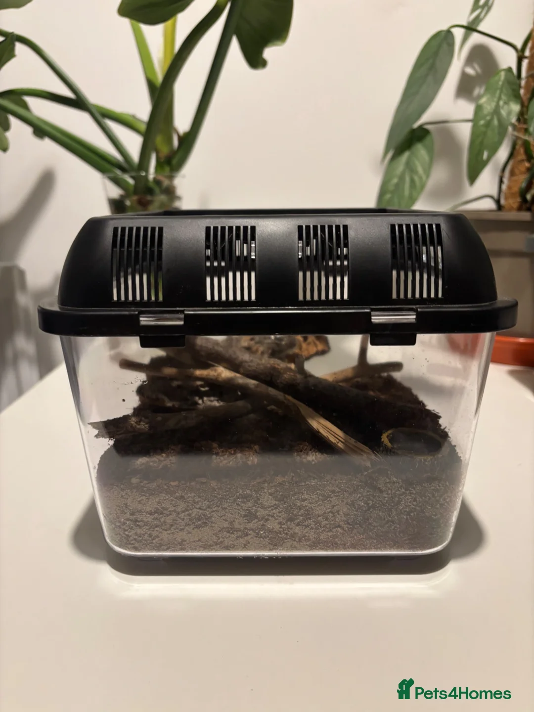 Tarantulas invertebrates for sale: Unsexed Juvenile Desert Blonde  - Advert 4