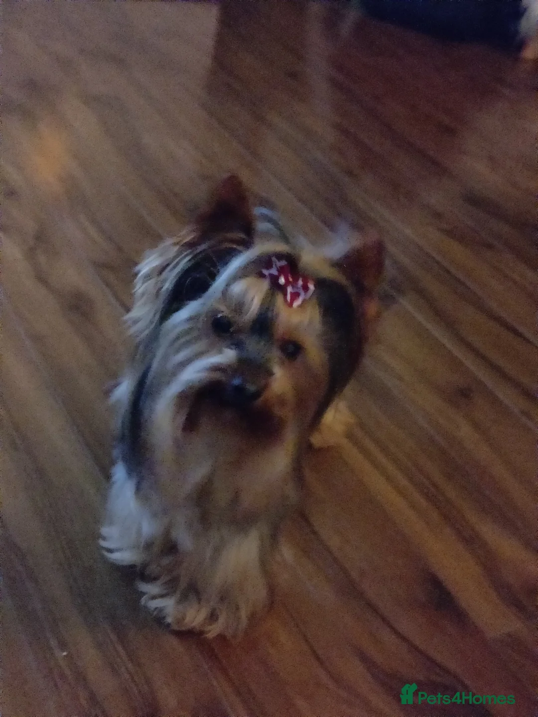 Yorkshire Terrier dogs for stud: Pedigree Yorkshire terrier for stud in Hull - Advert 11