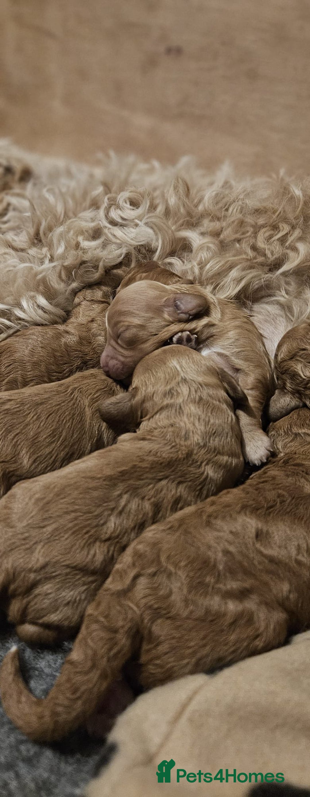 Cockapoo dogs for stud: Red f1b cockapoo in Swindon - Image 19