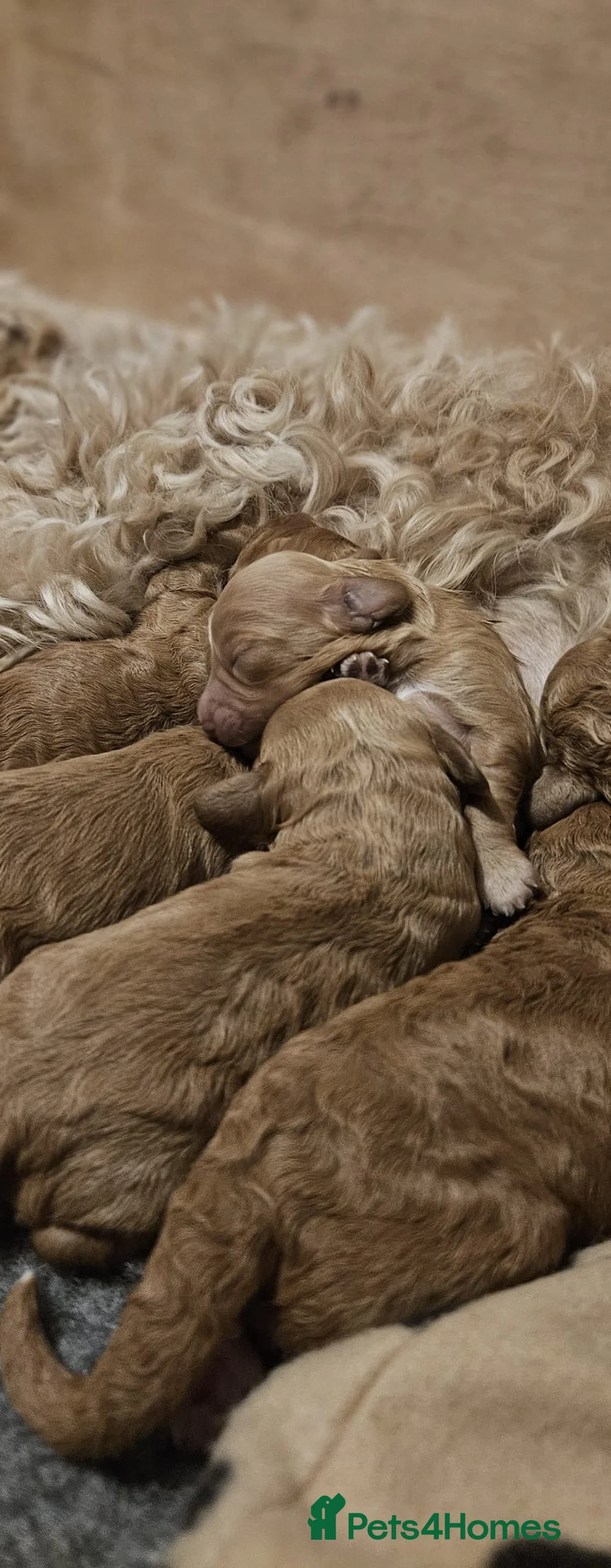 Cockapoo dogs for stud: Red f1b cockapoo health tested stud  in Swindon - Advert 19