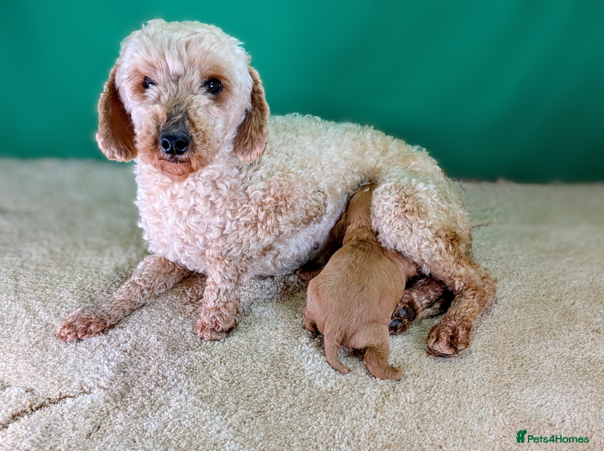 Cavapoo dogs Adorable Cavapoo Pup Ready For Her Forever Home! - Advert 2
