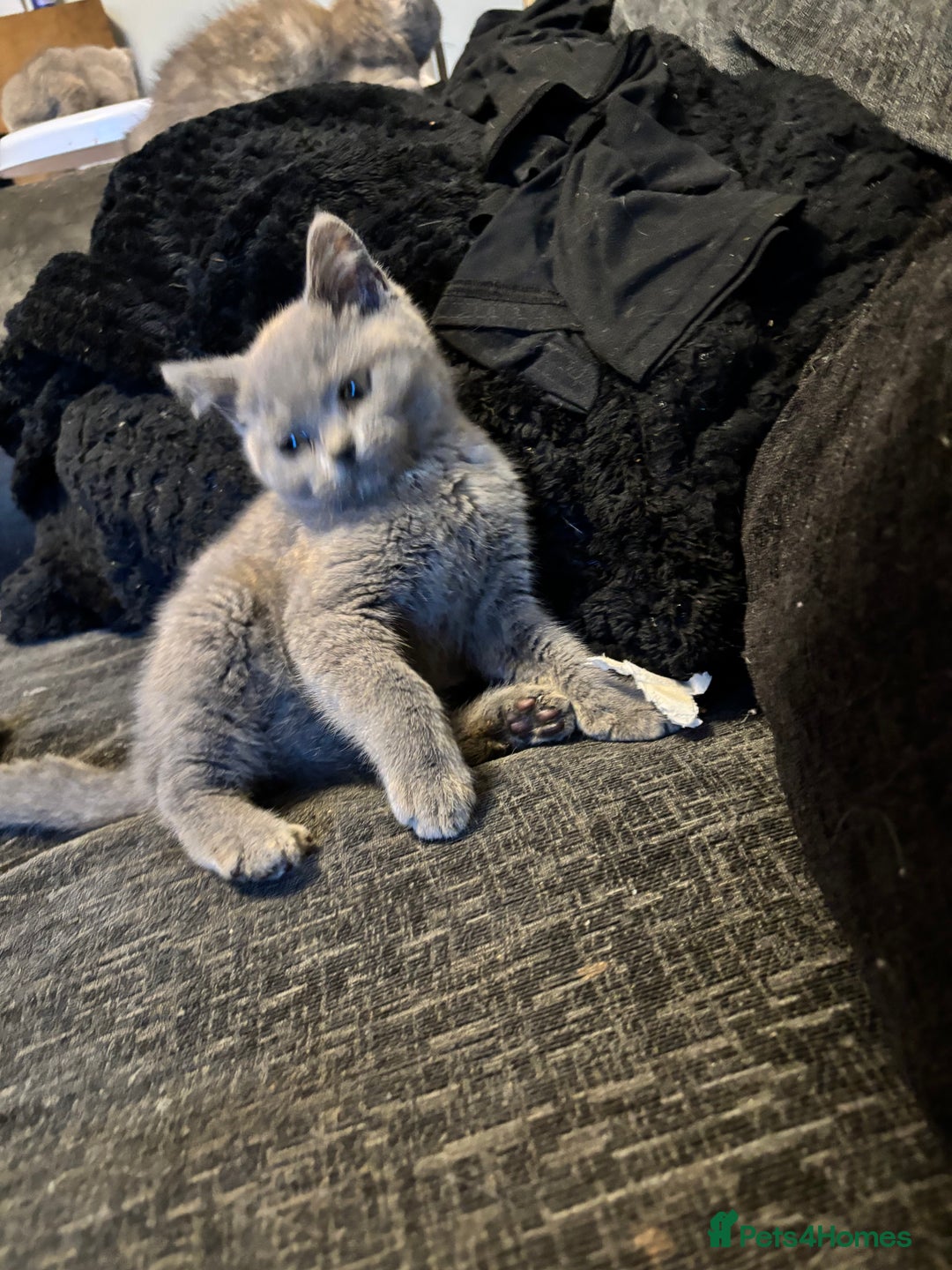 British Shorthair cats for sale: British shorthair kittens  - Image 9