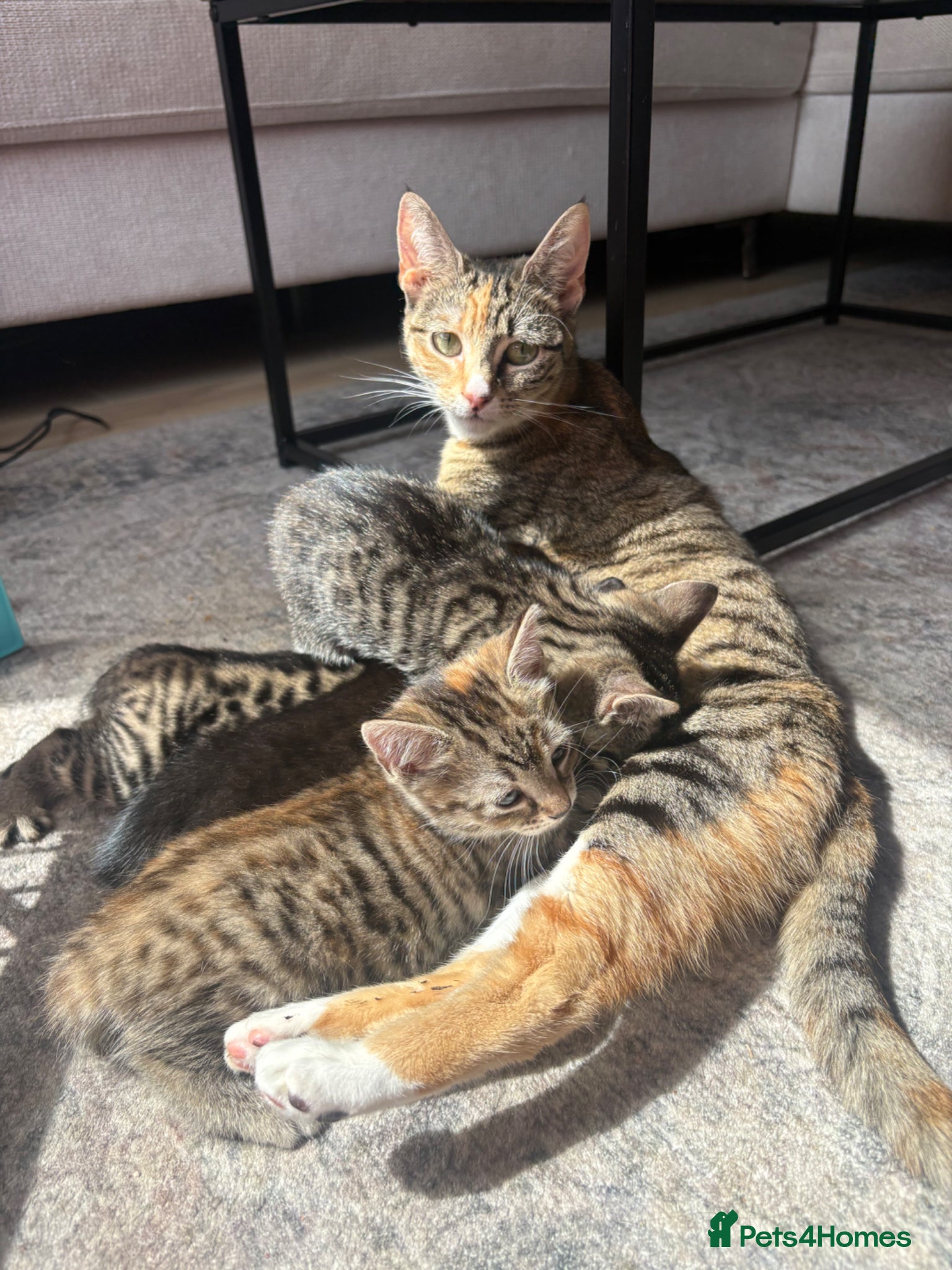 British Shorthair cats for sale: 2 Beautiful Kittens  - Advert 1