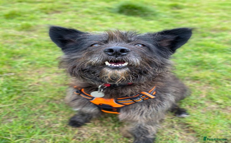 Mixed Breed dogs in Waltham Abbey - Advert 15