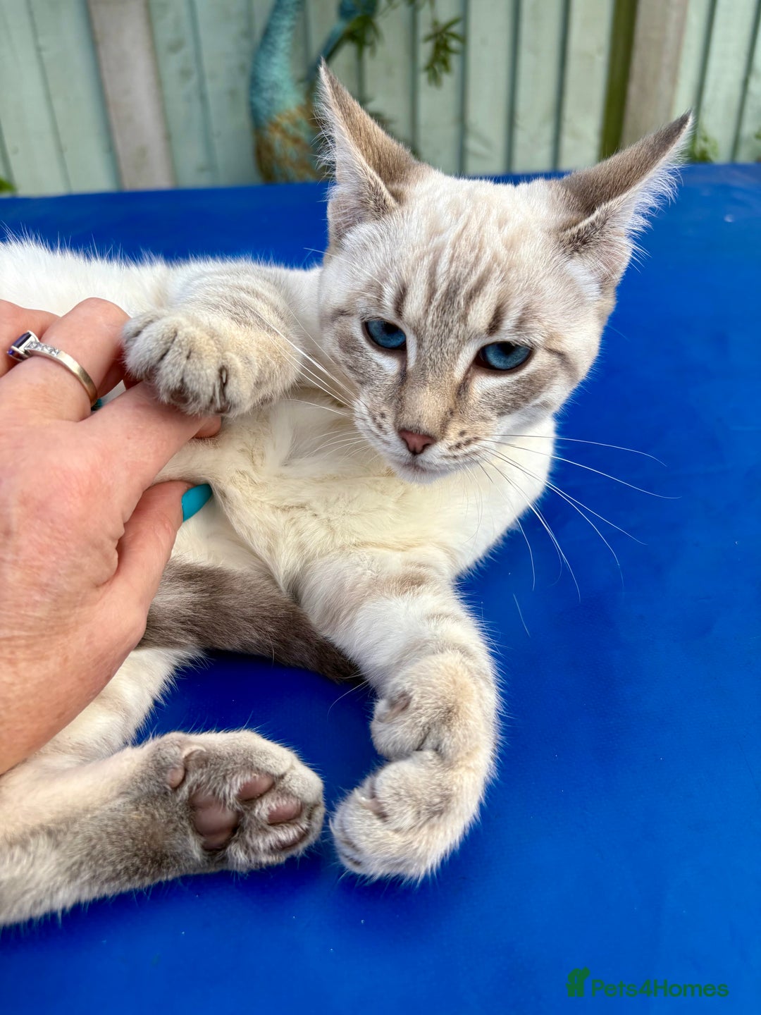 Keetso cats for sale: Superb polydactyl girl - Advert 6