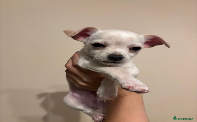 Chihuahua dogs - Advert 15