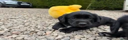 Cockerdor dogs for sale: Beautiful Cockador Puppies in Heriot - Advert 7