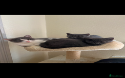 Scottish Fold cats for sale: Kittens for sale - Image 8
