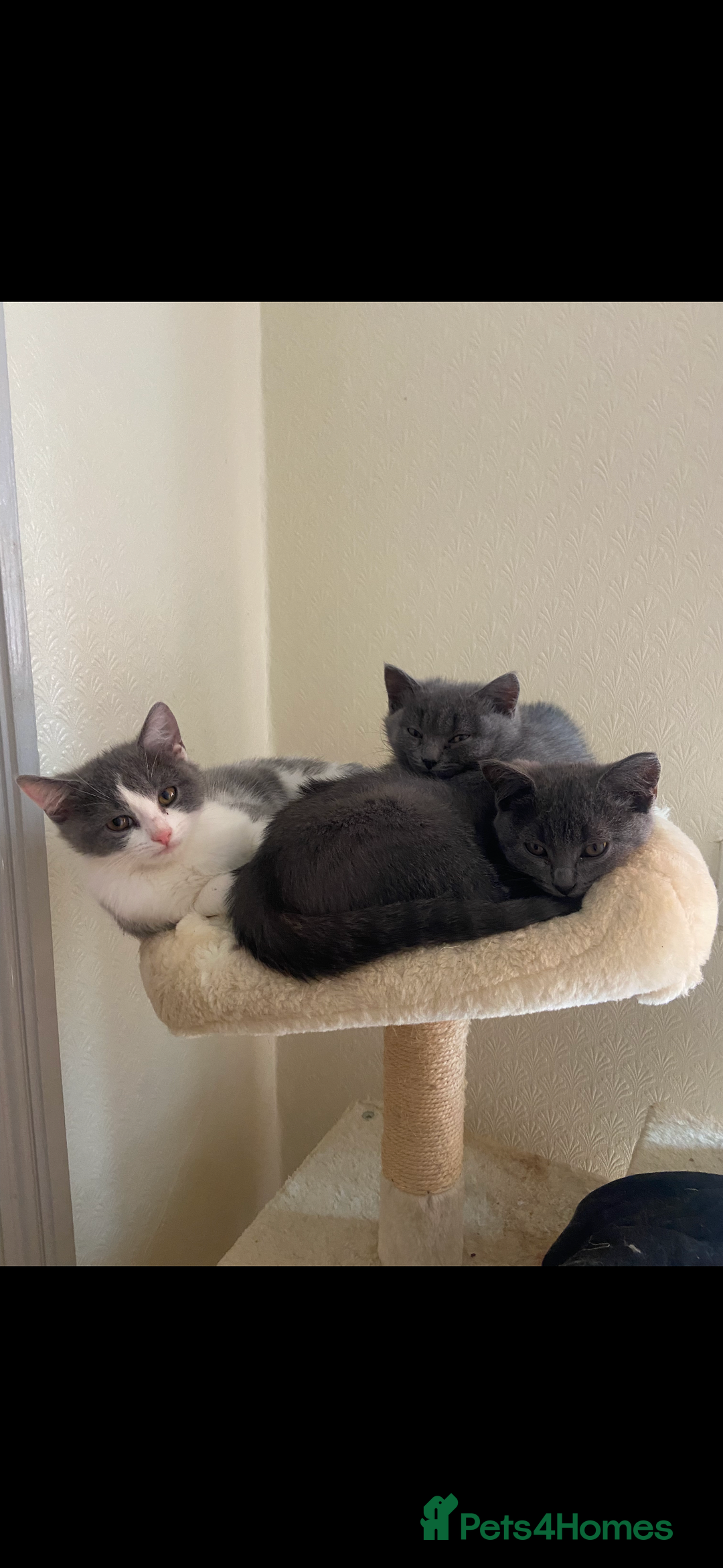 Scottish Fold cats for sale: Kittens for sale - Image 8