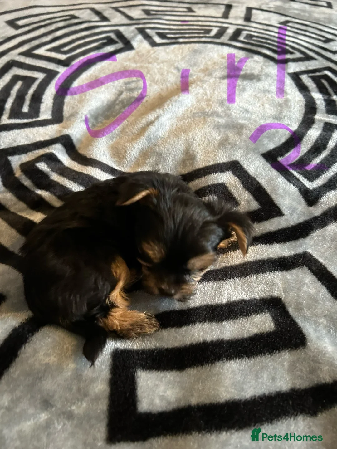 Yorkshire Terrier dogs for sale: Litter of Yorkshire terriers for sale - Advert 14