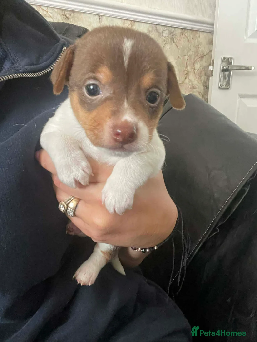 Jack Russell dogs for sale: 2 beautiful male jacks Russell’s  in Llanelli - Advert 5