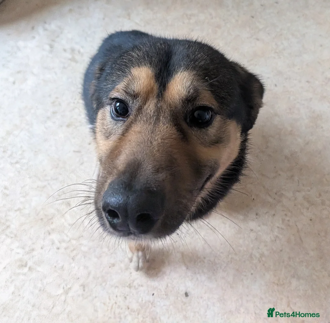 Mixed Breed dogs for sale: Obi - young, energetic dog - Advert 2