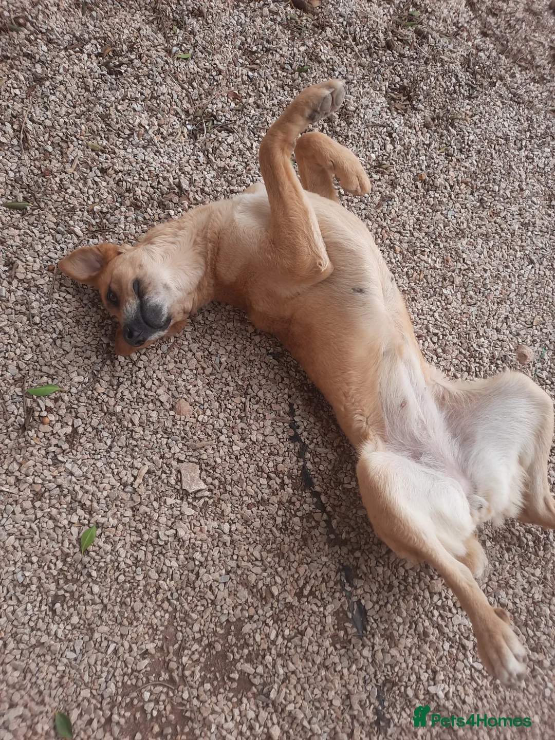 Mixed Breed dogs for adoption: Forever Home for Puppy Phoebe  - Advert 7