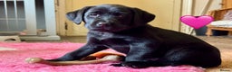 Labrador Retriever dogs for sale: Kennel Club Registered Labrador puppies  - Advert 32