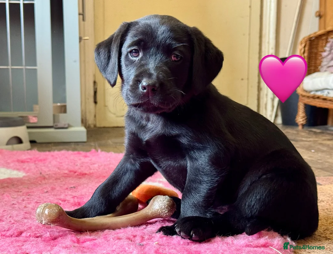 Labrador Retriever dogs for sale: Kennel Club Registered Labrador puppies  - Advert 32