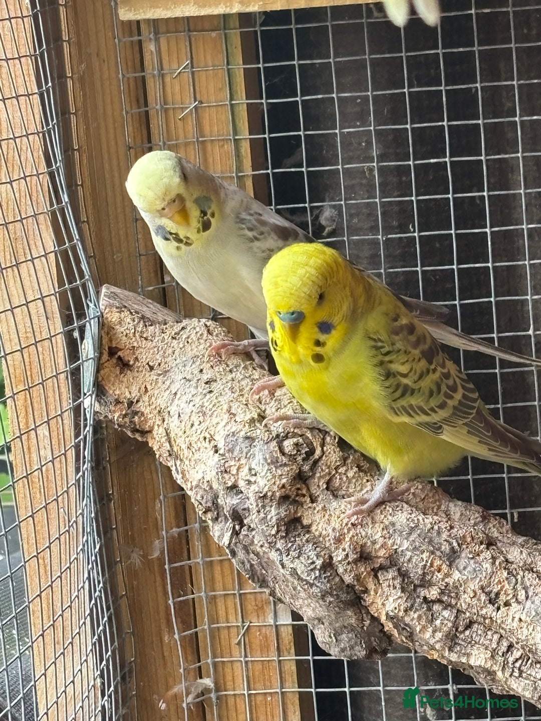 Budgerigars birds for sale: Budgies - Image 3