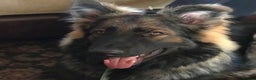 German Shepherd dogs for stud: Chase,  KC Registered German Shepard  in Diss - Advert 6
