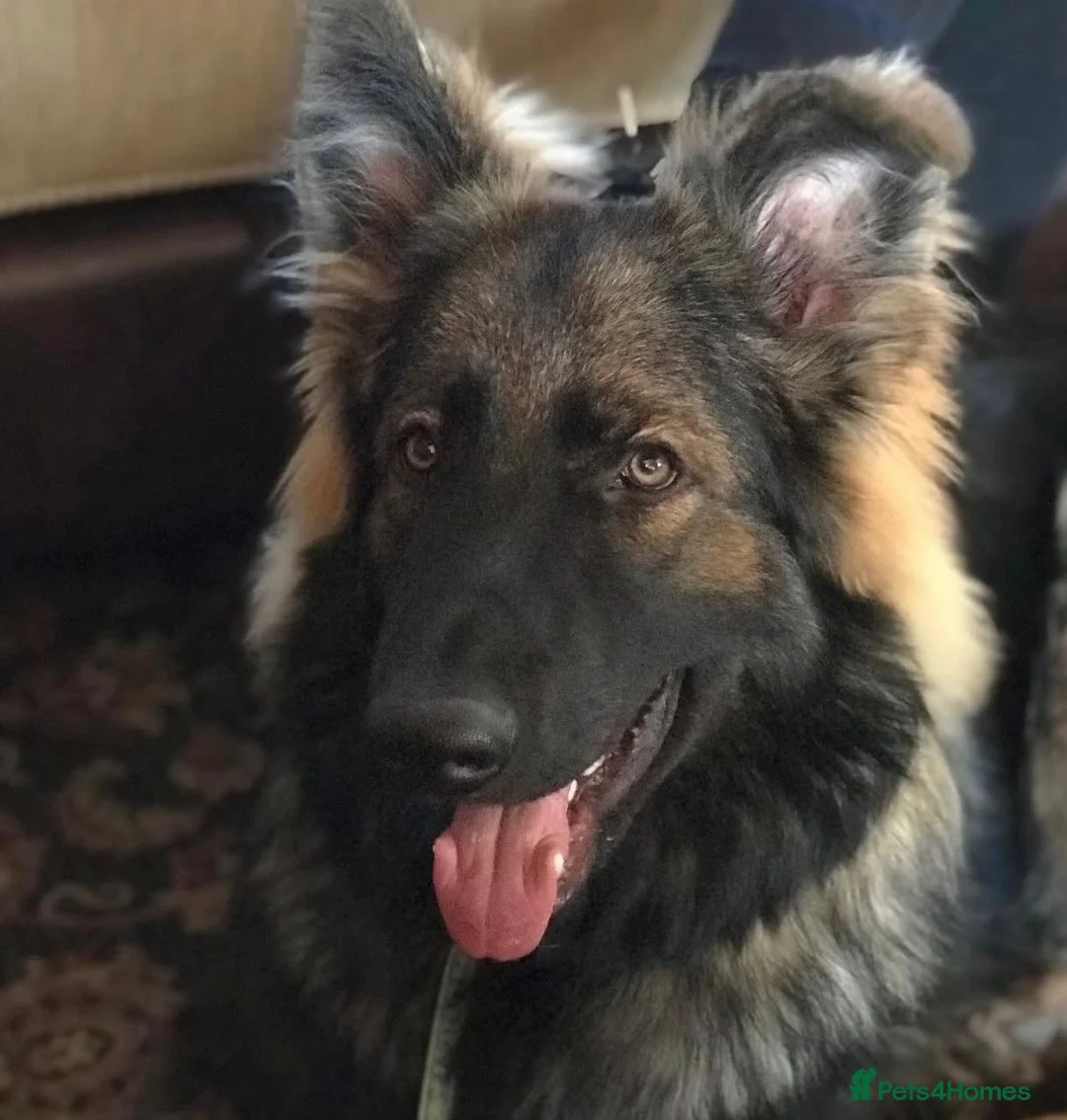 German Shepherd dogs for stud: Chase,  KC Registered German Shepard  in Diss - Advert 6