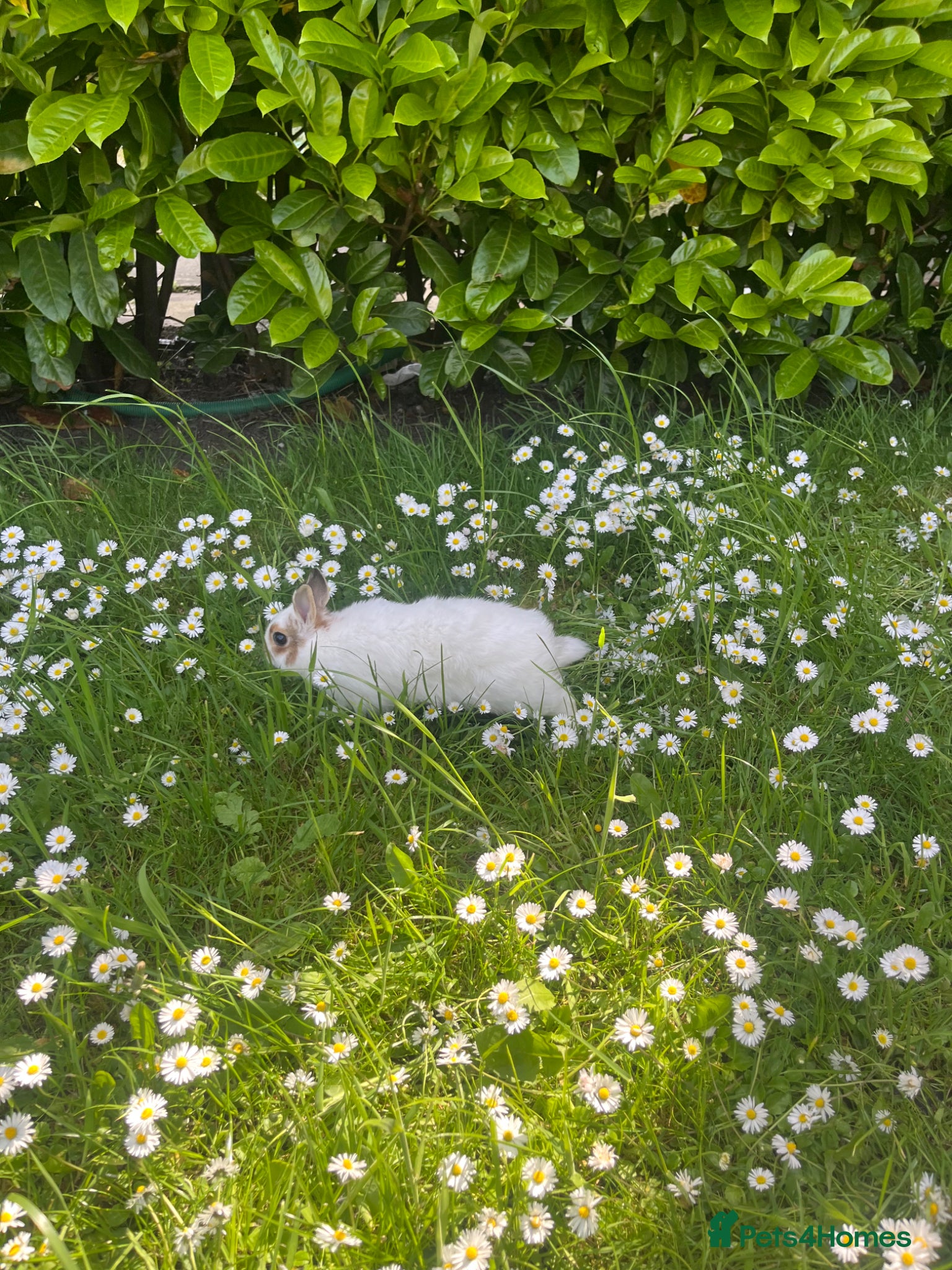 Netherland Dwarf rabbits for sale: Gorgeous Netherland dwarf girl  - Advert 4