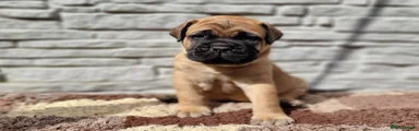 Bullmastiff Puppy 1