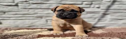 Bullmastiff dogs for sale: Bullmastiff puppies available gor new homes.. - Advert 2