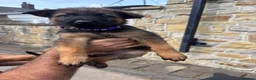 German Shepherd dogs for sale: German Shepherd puppies for sale - Advert 10