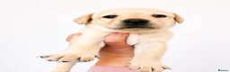 Labrador Retriever dogs for sale: Labrador puppies  - Advert 27