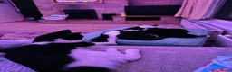 Mixed Breed cats for sale: Adorable black and white kittens for sale  - Advert 12