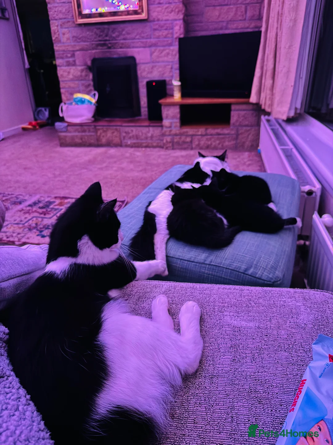 Mixed Breed cats for sale: Adorable black and white kittens for sale  - Advert 12