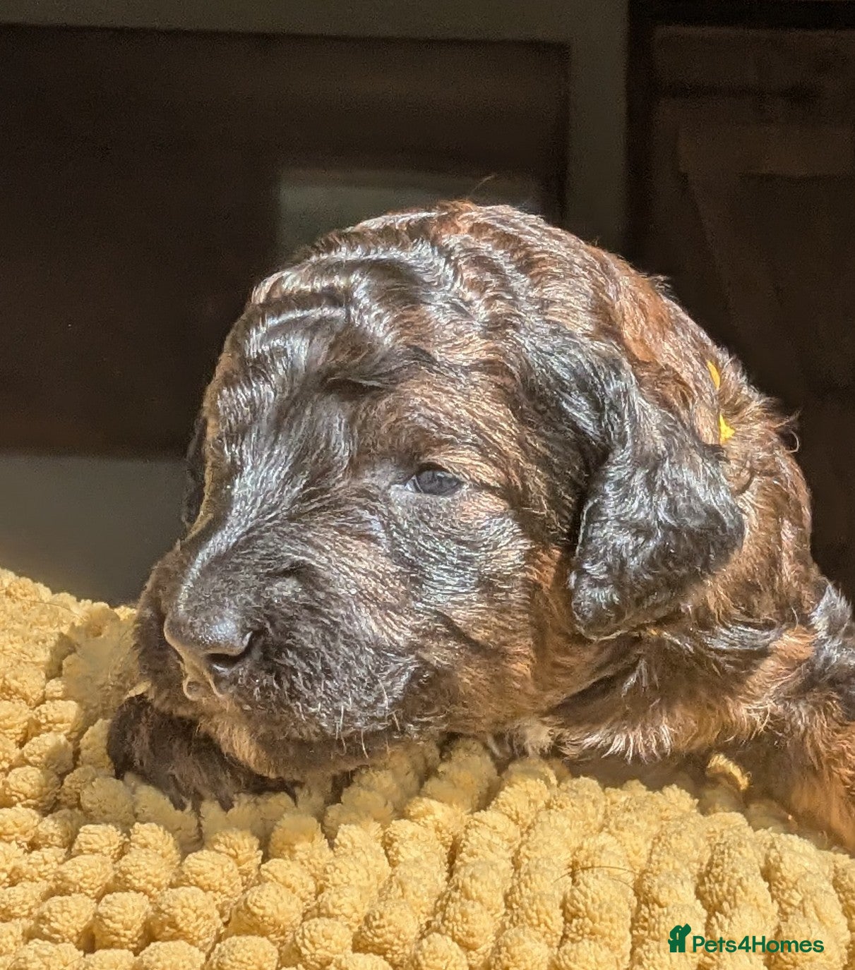 Mixed Breed dogs Rottweiler x standard poodle Rottle F1b - Advert 2