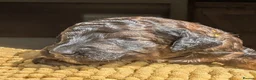 Mixed Breed dogs for sale: Rottweiler / Rottidoodle puppies - Advert 26