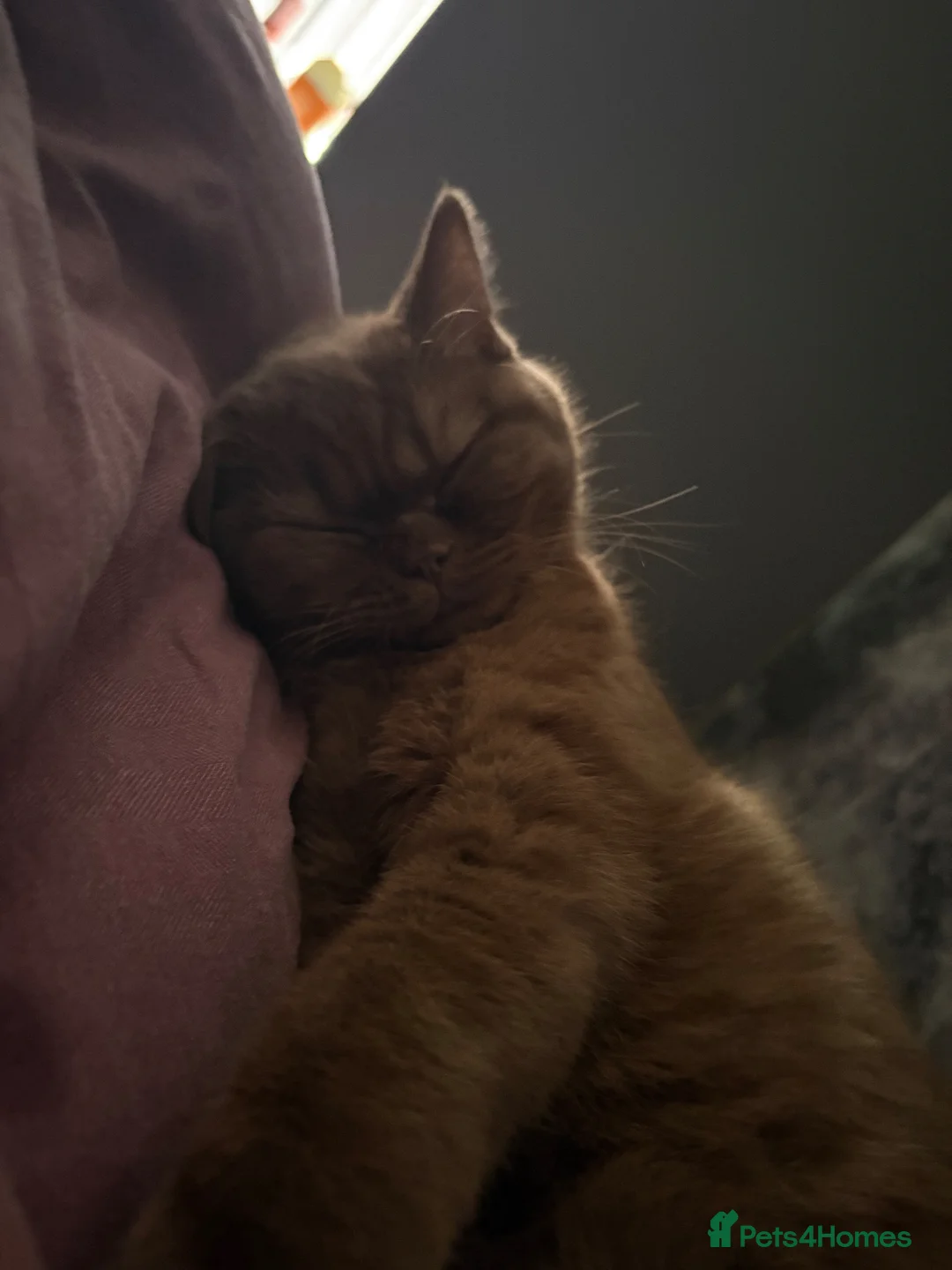 British Shorthair cats for sale: brown british shorthair in Birmingham - Advert 1