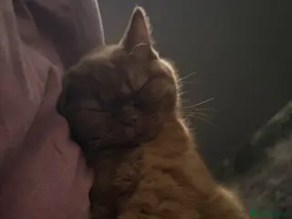 British Shorthair cats brown british shorthair - Advert 1