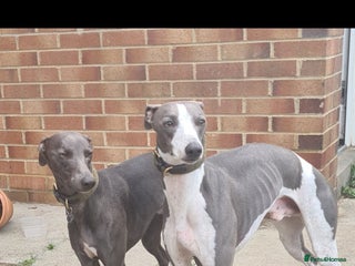 Whippet dogs in Bishop Auckland - Advert 3
