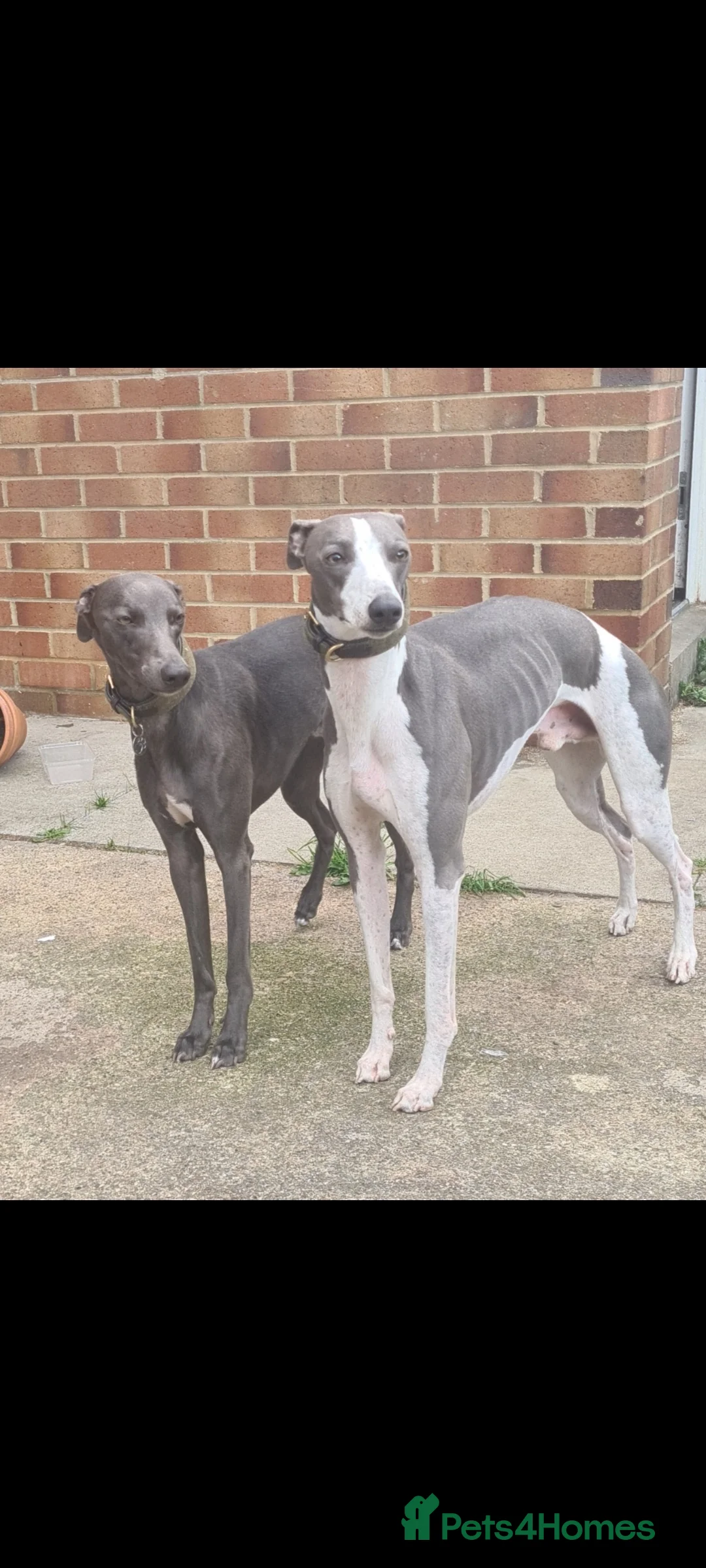 Whippet dogs for stud: 2 KC whippet for stud,both heart tested clear in Bishop Auckland - Advert 1