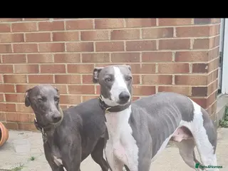 Whippet dogs 2 KC whippet for stud,both heart tested clear in Bishop Auckland - Advert 8