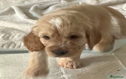 Cockapoo dogs for sale: Boys cockerpoo puppies - Advert 7