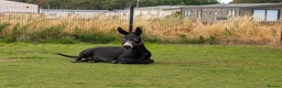 Other Breed horses for sale: Donkey gelding in Bridlington - Advert 7