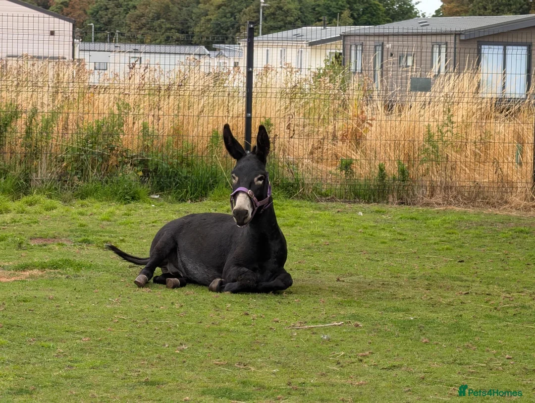 Other Breed horses for sale: Donkey gelding in Bridlington - Advert 7