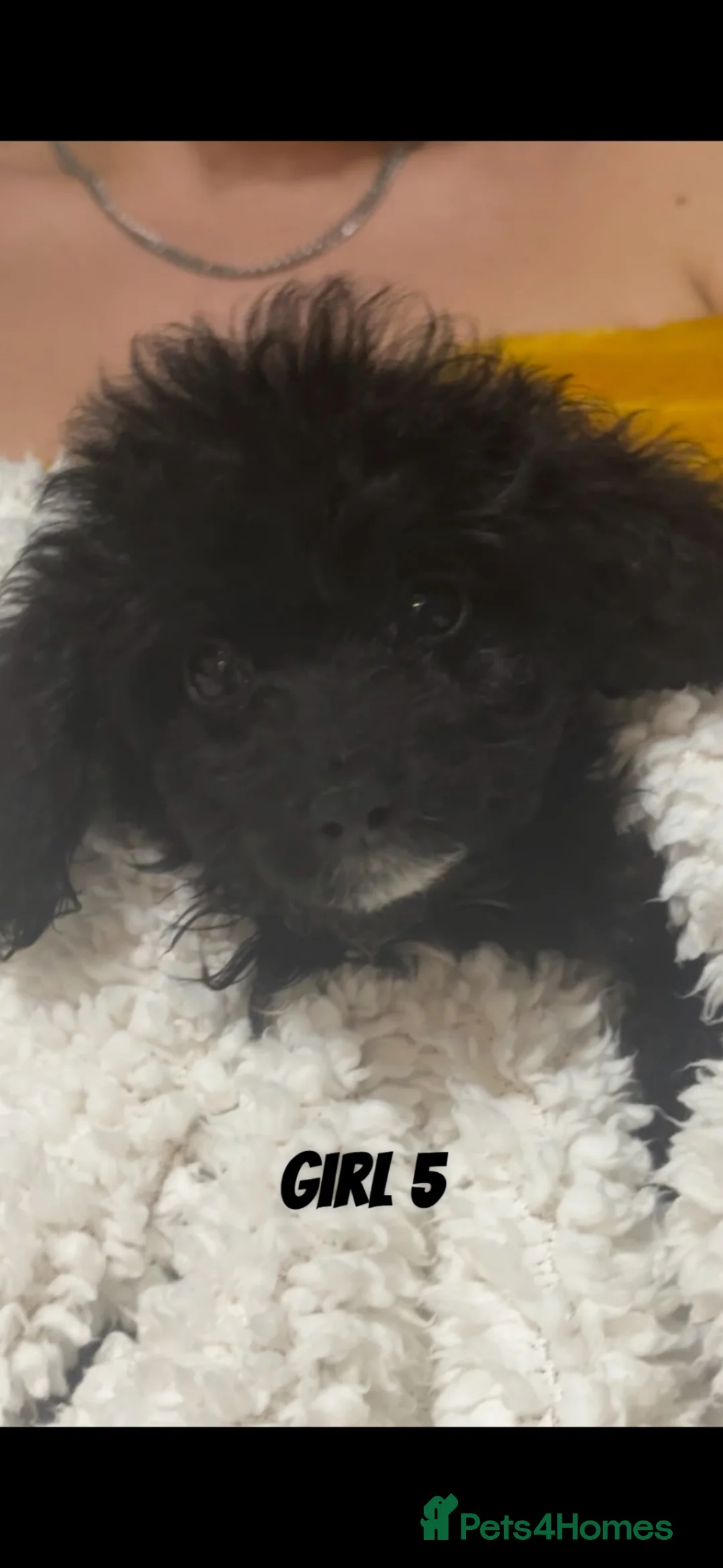 Cockapoo dogs for sale: 2 lovely black cockapoo puppies READY TO LEAVE!!!! - Advert 1