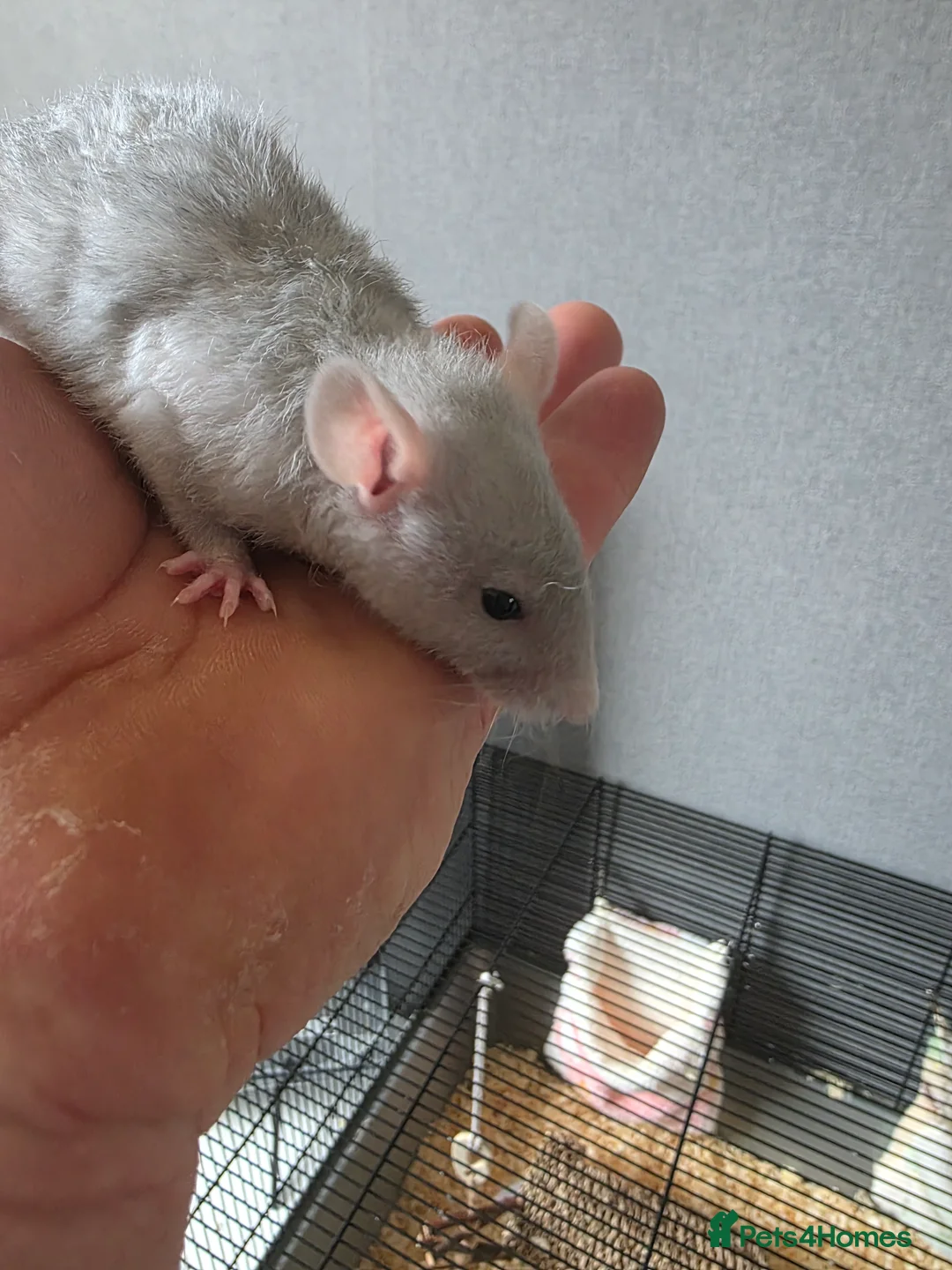 Rat rodents for sale: Baby rats  - Advert 5