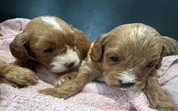 Cavapoo dogs for sale: One girl left has come available  - Image 13