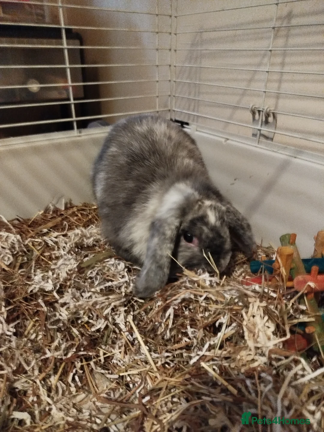 Mini Lop rabbits for sale: ADOPTION required for 2 mini lops in Slough - Advert 2