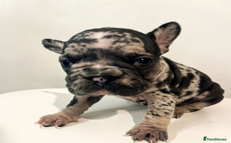 French Bulldog dogs - Advert 19