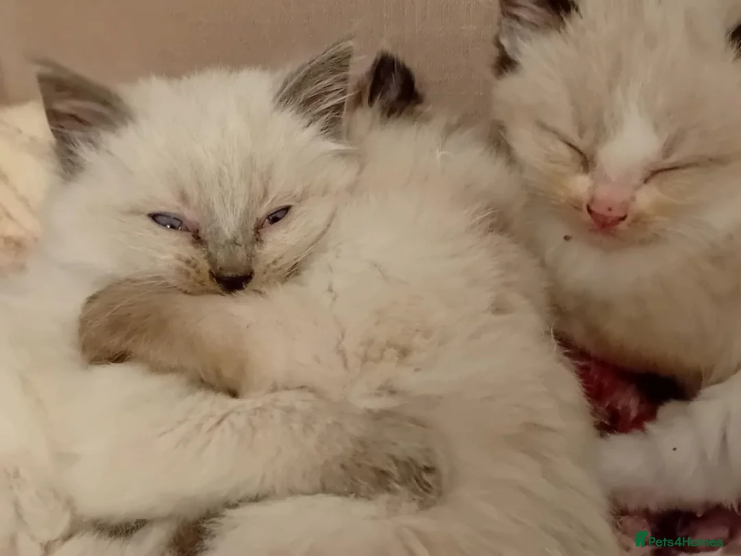 Ragdoll cats for sale: Ragdoll kittens - Advert 4