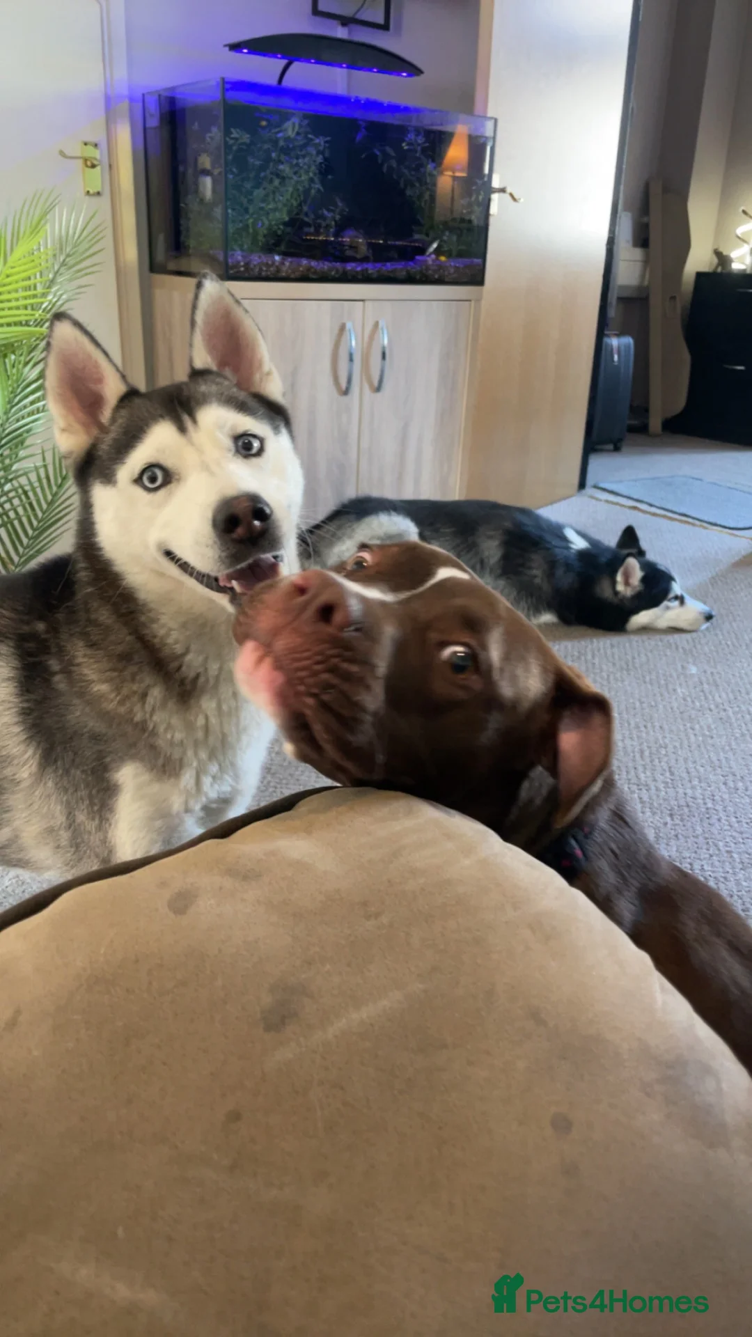 Mixed Breed dogs for sale: Maple  - Advert 2